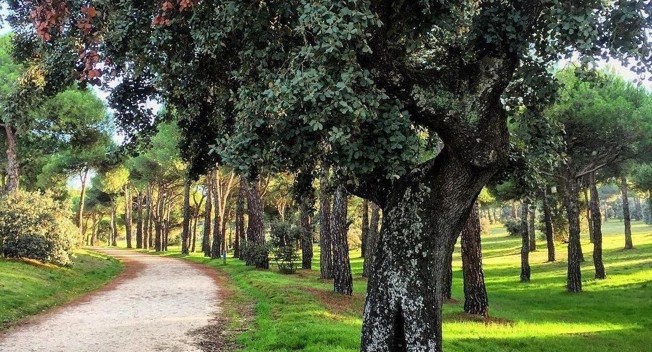 MANTENIMIENTO DE INFRASESTRUCTURAS VERDES Y AZULES EN EL MUNICIPIO DE LAS ROZAS
