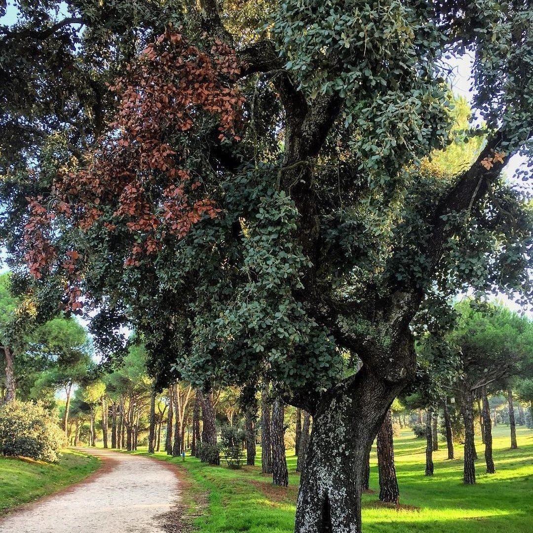 Mantenimiento y conservación integral de infraestructuras verdes y azules. Las Rozas, Madrid.