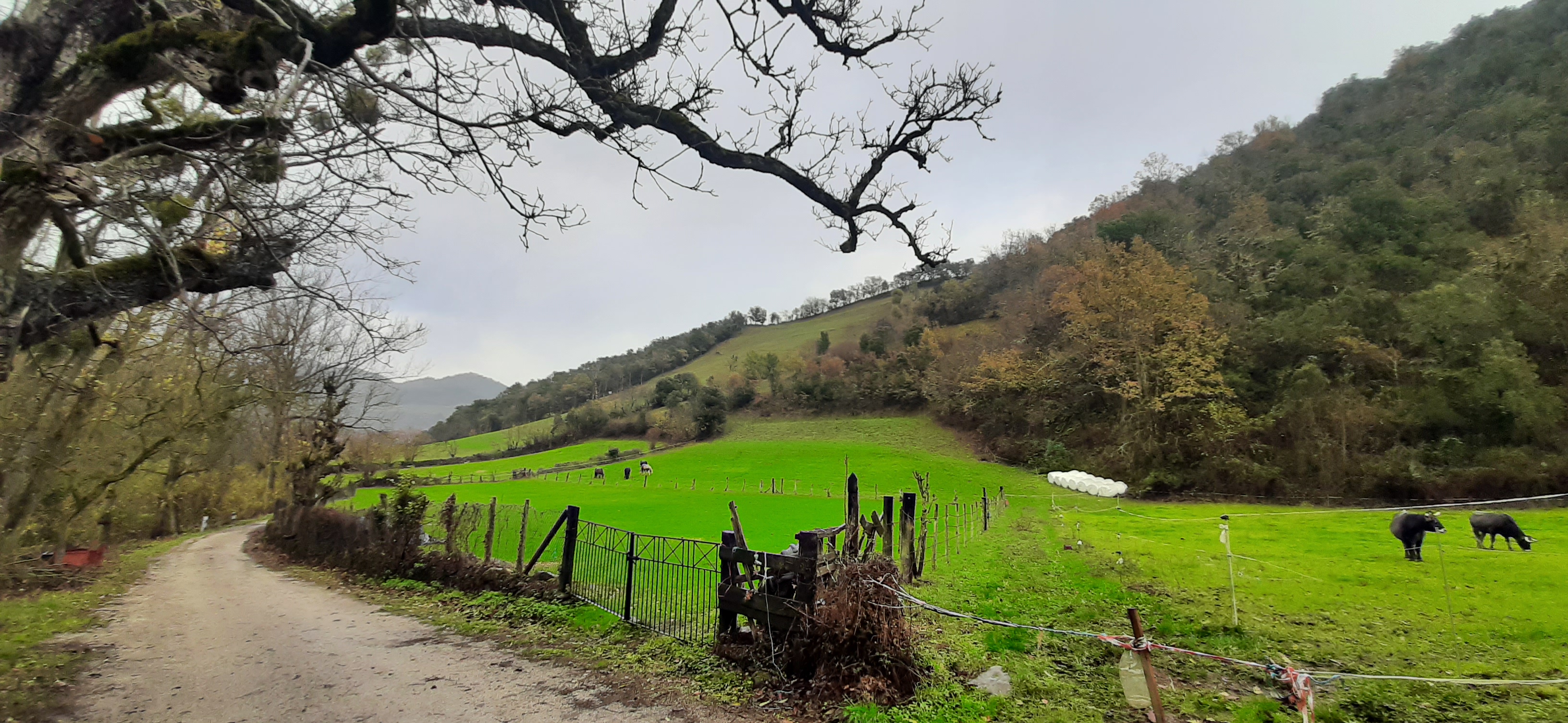PREVENCIÓN Y RESTAURACIÓN DE DAÑOS EN LOS MONTES DE UTILIDAD PÚBLICA DE CANTABRIA